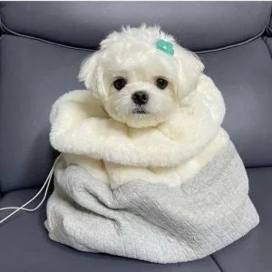 Gorgeous Teacup Maltese puppies