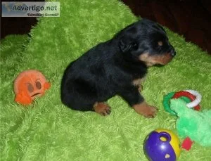 Loving Rottweiler Puppies for Sale