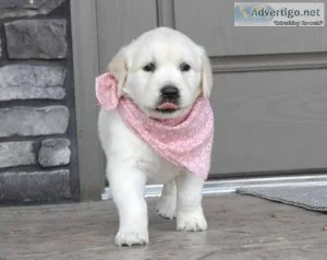 Our gorgeous golden retriever pups
