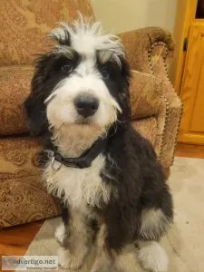 Bernedoodle puppy