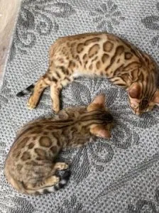 Bengal kittens