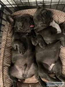 Frenchie puppies blue