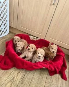 Reg toy poodle Tcup 3lbs