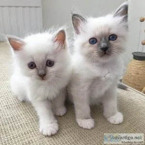 Buy Female Birman Kittens