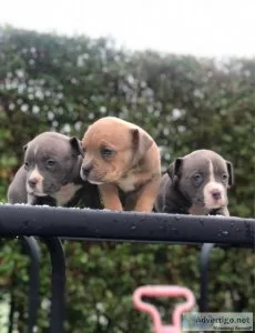Pitbull Puppies For Adoption