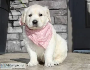 Our lovely golden retriever