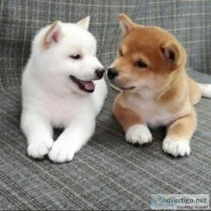 12 weeks shiba inu Puppies for Adoption