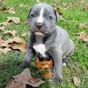 Pitbull Puppies Ready Call now (678) 929-7019