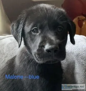 AKC LAB PUPPIES