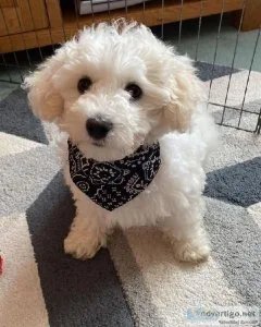 Bichon Frise Puppies