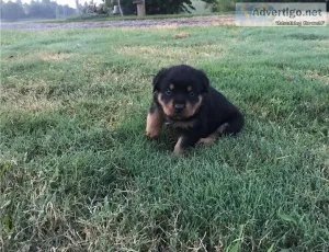 Excellent Rottweiler Puppies for Sale