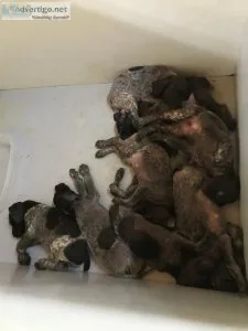 AKC German Shorthaired Pointer Puppies