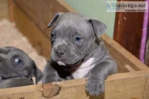 Best Companion Pitbull Call now (678) 929-7019