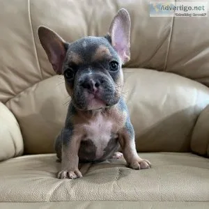 French bulldog puppies