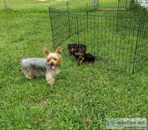 AKC Registered Yorkie puppies