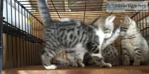 Spotted Female Bengal Kittens