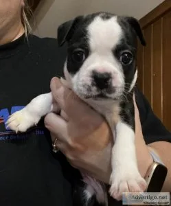 Boston Terrier Puppies