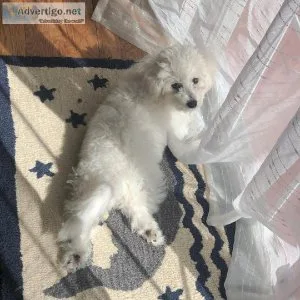 Bichon Frise Pups