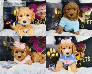 Mini Goldendoodle Puppies