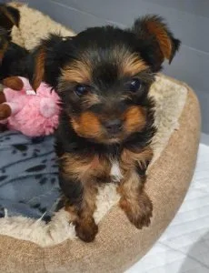 gfttk  Yorkshire terrier puppy for sale