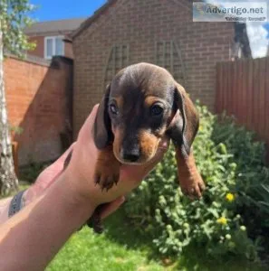 ntjry  Dachshund puppies for sale