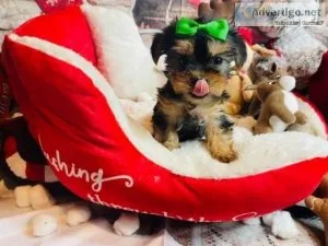 AKC Registered Quality yorkie Puppies. Raised in our loving home