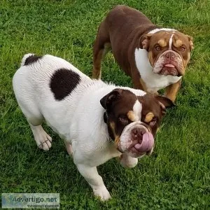 AKC English Bulldog puppies