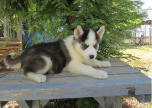Siberian husky puppies for sale 1 boy and 1 girl