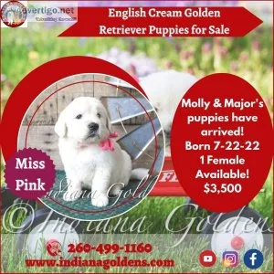 English Cream Golden Retriever Puppies for Sale AT Indiana Golde