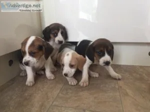 Gorgeous Beagle pups for sale.