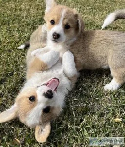 tji6t Pembroke Welsh Corgi puppies