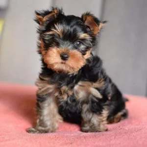 Pedigree Yorkshire Terrier Puppies.