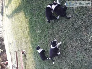 English shepherd puppies