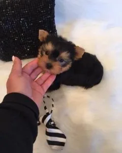 Adorable Teacup Yorkie Puppies For Adoption