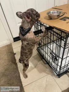 Female frenchie