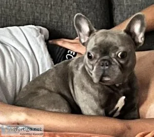 Female French Bulldog