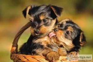 Marvelous Yorkie Puppies