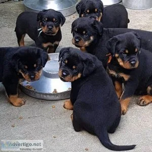 outstanding Rottweiler puppies ready for their new and forever l