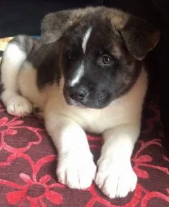 Akita-inu Puppies For Sale