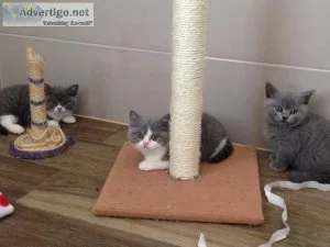 Pedigree British Shorthair for sale.