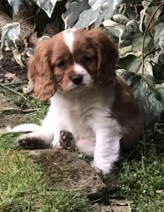 Beautiful Boy And Girl Cavalier King Charles.