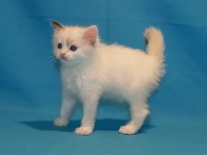 Playful male and female Ragdoll Kittens.