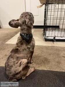4 month old frenchie
