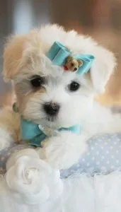 Pure Maltese puppies very beautiful