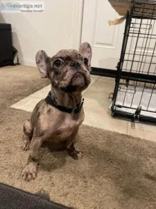 female french bulldog