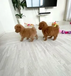 Poodle Puppies Available