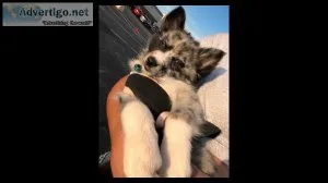 3rd Generation Pomsky Puppies