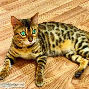 Bengal adult cat tica reg. Purebred