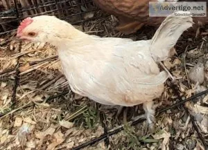 2 bantam roosters