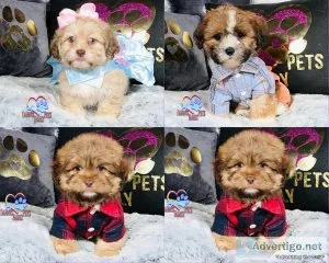 Shichon Puppies